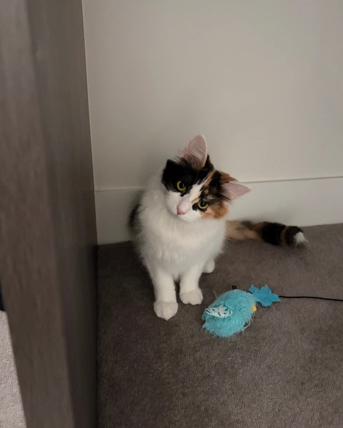 TARS and her bird, photo 1
