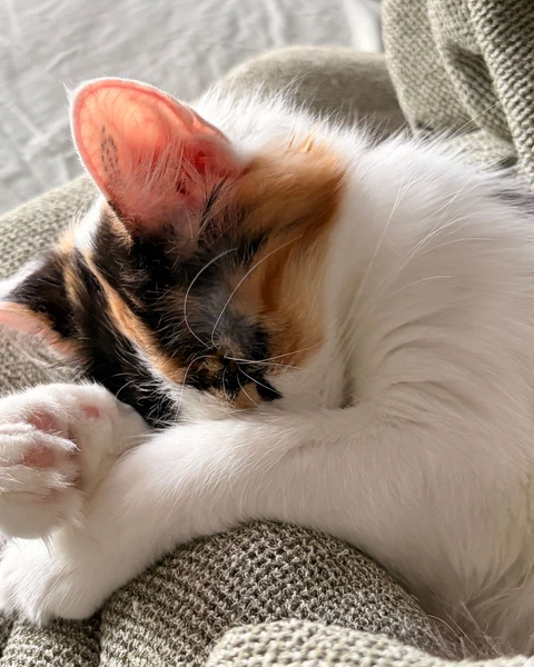 Sleepy TARS, photo 2