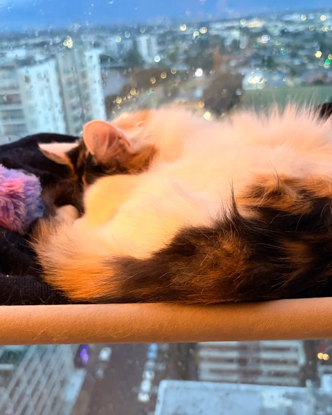 Sleepy TARS, photo 3
