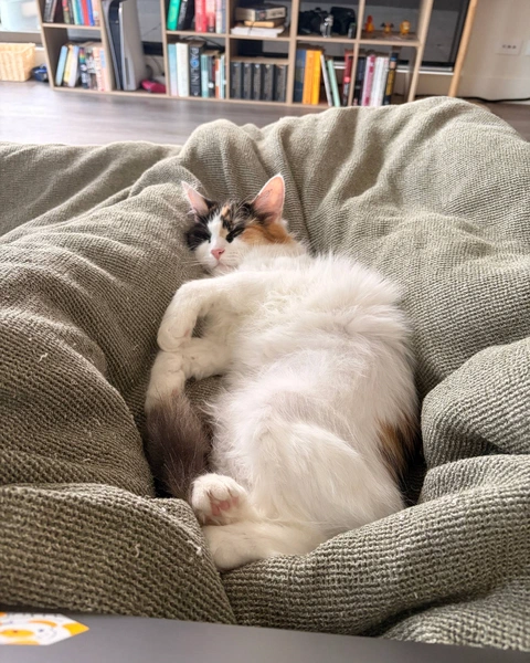 Sleepy TARS, photo 4