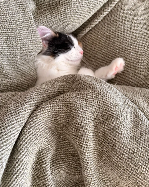Sleepy TARS, photo 5