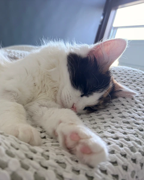 Sleepy TARS, photo 7